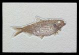 Knightia Alta Fossil Fish - Wyoming #57068-1